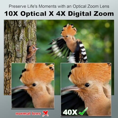 Comparison of bird photo using optical and digital zoom.